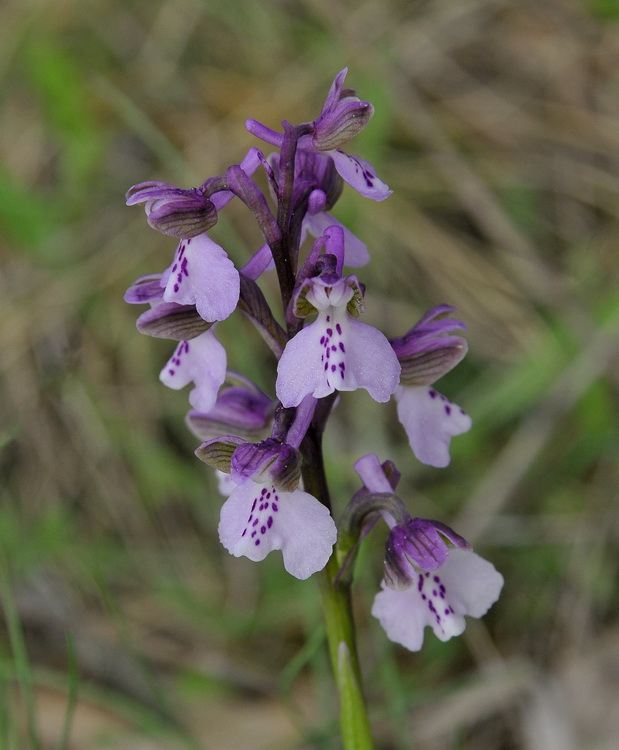 Orchidee del Casentino 2009